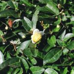 f01