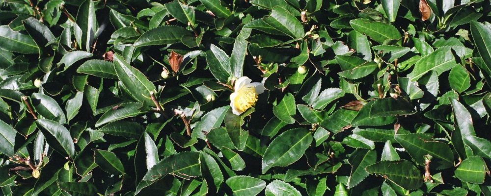 宇治茶の旭園