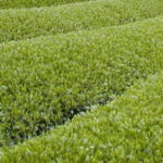 g03